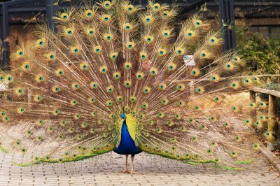 Klicken für Bild in voller Größe