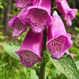 Dateiname=IMGP1662.jpg
Dateigröße=245KB
Abmessungen: 1200x1200
hinzugefügt am: 20. Juni 2016 IMGP1662.jpg