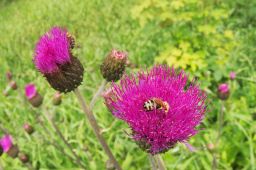 Dateiname=IMGP1706.jpg
Dateigröße=294KB
Abmessungen: 1600x1066
hinzugefügt am: 20. Juni 2016 IMGP1706.jpg