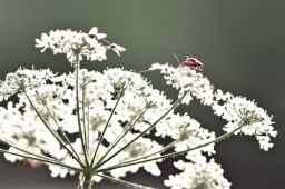 Dateiname=IMGP2200.jpg
Dateigröße=525KB
Abmessungen: 1600x1066
hinzugefügt am: 23. Juli 2021 IMGP2200.jpg