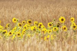 Dateiname=IMGP2330.jpg
Dateigröße=317KB
Abmessungen: 1600x1066
hinzugefügt am: 10. August 2016 IMGP2330.jpg