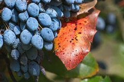 Dateiname=IMGP2349.jpg
Dateigröße=437KB
Abmessungen: 1600x1066
hinzugefügt am: 10. August 2016 IMGP2349.jpg