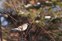 Dateiname=IMGP3606.jpg
Dateigröße=263KB
Abmessungen: 1600x1066
hinzugefügt am: 29. April 2017 IMGP3606.jpg