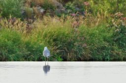 Dateiname=IMGP9613-1.jpg
Dateigröße=380KB
Abmessungen: 1600x1068
hinzugefügt am: 29. Juli 2022 IMGP9613-1.jpg